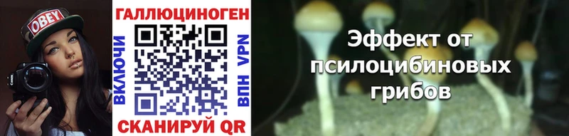 закладка  Партизанск  Псилоцибиновые грибы Psilocybine cubensis 